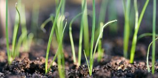 Сеем лук-порей на рассаду: пошаговая инструкция для садоводов