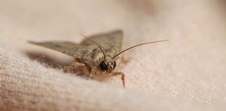 Какими средствами избавиться от моли?