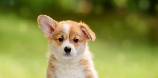 10 популярных пород собак, которые болеют чаще остальных