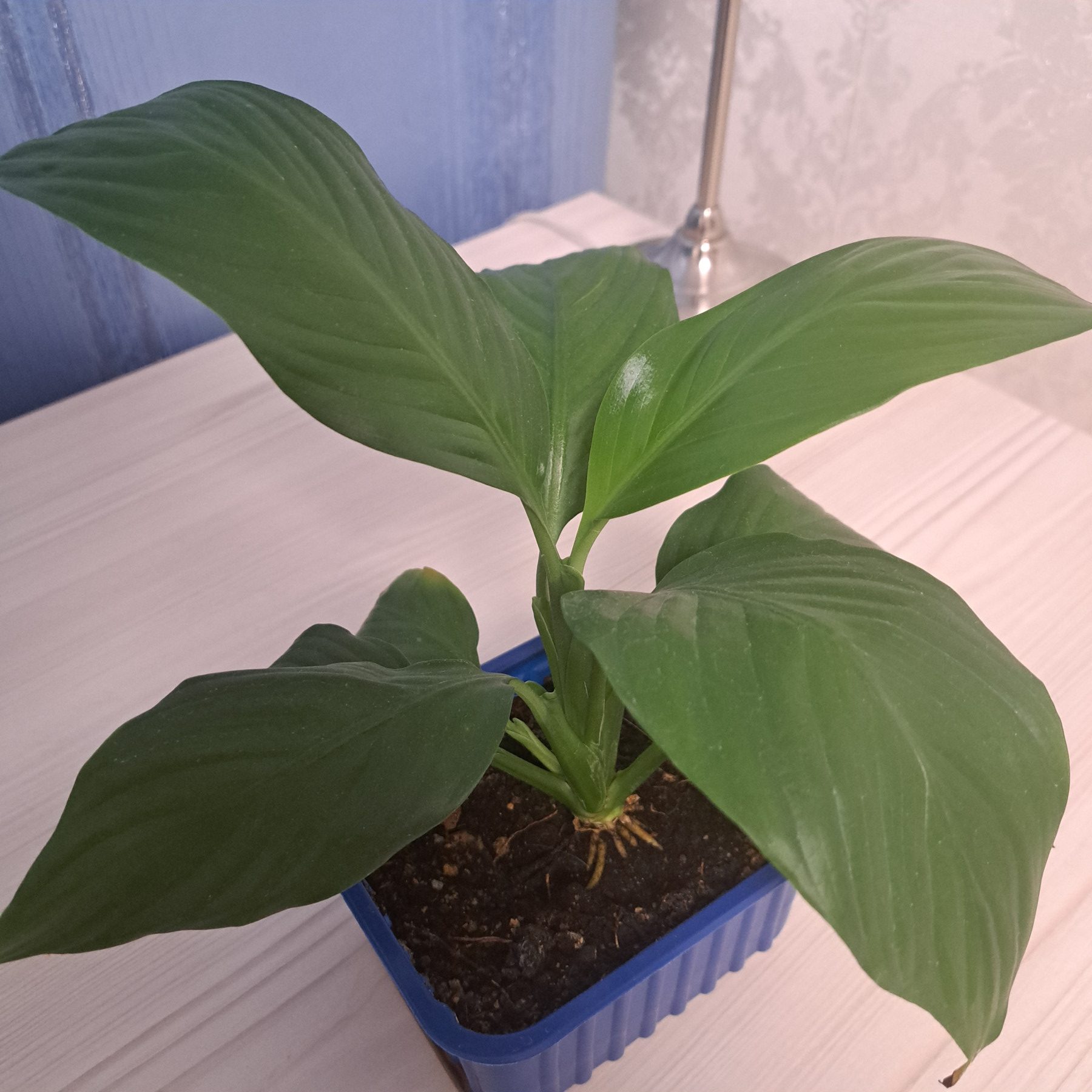 17708915692326244866039630112832