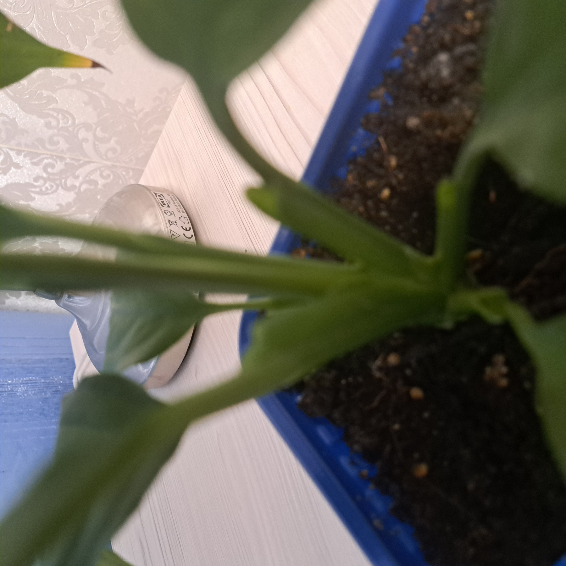 17708915883272333016801145209483