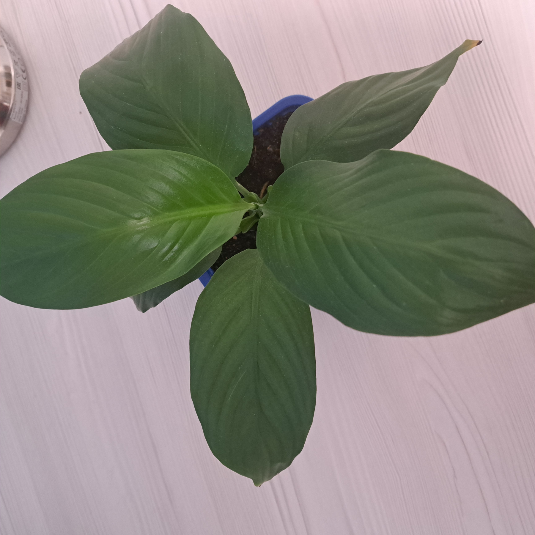 17708916093387060046250427906554