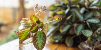 20 комнатных растений, которые проще отщипнуть, чем купить