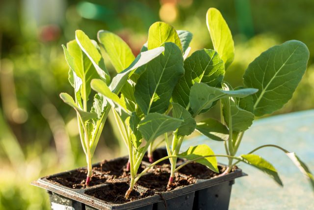 Раннюю капусту сеют в феврале, чтобы успеть собрать урожай до жары. Именно прохладная весна и начало лета позволяют сформировать нежные, сочные кочаны без грубости и растрескивания.