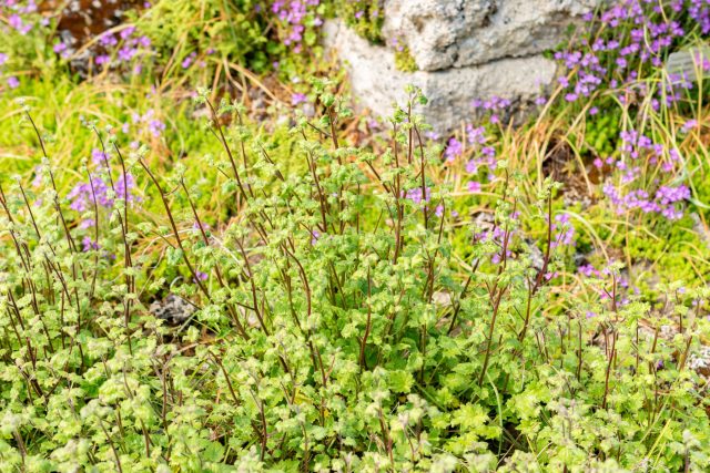 Большинство видов симфиандры живут 2–3 года: наращивают розетку, цветут и отдают силы семенам, обеспечивая продолжение. Большинство видов симфиандры живут 2–3 года: наращивают розетку, цветут и отдают силы семенам, обеспечивая продолжение.