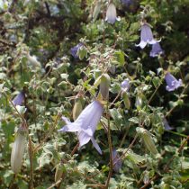 Колокольчик армянский (Campanula armena) Колокольчик армянский (Campanula armena)