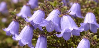 5 редких колокольчиков для естественных уголков в саду