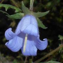 Колокольчик армянский (Campanula armena) Колокольчик армянский (Campanula armena)