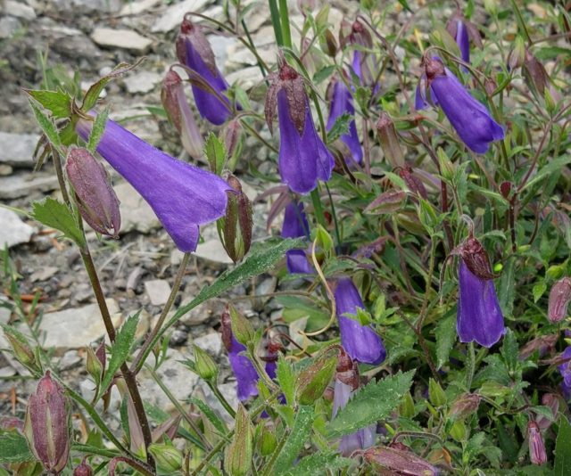 Колокольчик Ваннера выделяется насыщенными сине-фиолетовыми цветками с лёгким опушением. Компактный кустик эффектно смотрится на фоне светлого камня и переносит лёгкую полутень. Колокольчик Ваннера выделяется насыщенными сине-фиолетовыми цветками с лёгким опушением. Компактный кустик эффектно смотрится на фоне светлого камня и переносит лёгкую полутень.