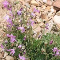 Колокольчик зангезурский (Campanula zangezura).