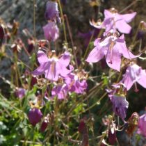 Колокольчик зангезурский (Campanula zangezura).