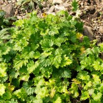 Колокольчик зангезурский (Campanula zangezura).