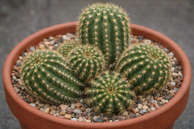 Эхинопсис — тот самый «просто кактус», который стоял годами без ухода, обрастал детками и терпел всё. В тесном горшке и при скудном свете он вытягивался, но при удачной зимовке вдруг цвел огромными ночными цветами.