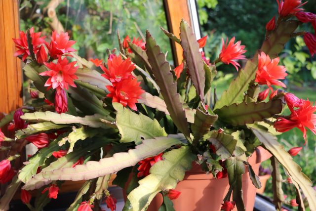 Эпифиллум, известный как лесной кактус или «кактус-орхидея», выглядел неуклюже почти весь год. Зато во время цветения он раскрывал гигантские цветы, ради которых ему прощали спутанные побеги и половину занятого окна.