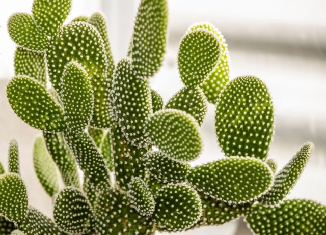 Опунция с её плоскими «ушками» казалась безобидной, но была самым коварным жильцом подоконника. Микроиголки впивались мгновенно, а отпавшие сегменты легко укоренялись, захватывая соседние горшки.