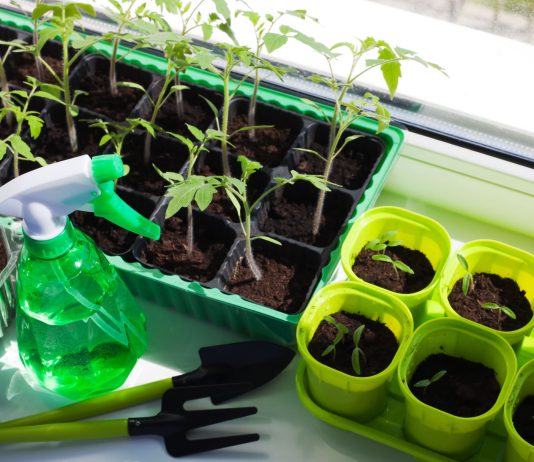 7 ошибок при выращивании рассады томатов и как их избежать