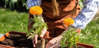 7 цветов, которые прощают ошибки — рассада вырастет у каждого