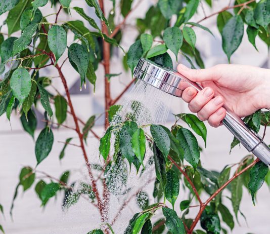 Душ для комнатных растений — все секреты и правила