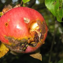 Сороки и другие крупные птицы надклёвывают яблоки, оставляя открытые раны. После этого плоды начинают гнить или осыпаются, особенно у мелкоплодных сортов.