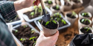 Хотите ранний урожай? 5 культур, которые нужно посеять в феврале