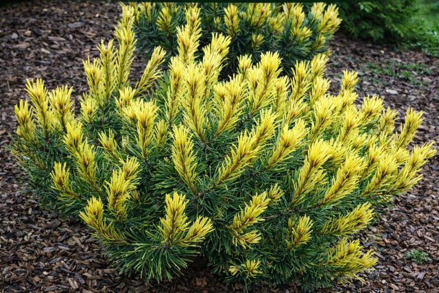 Сосна горная «Фрюлингсголд» (Pinus mugo ‘Fruhlingsgold’)