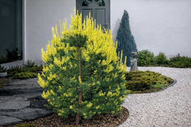 Сосна обыкновенная «Кэндллайт» (Pinus sylvestris ‘Candlelight’)