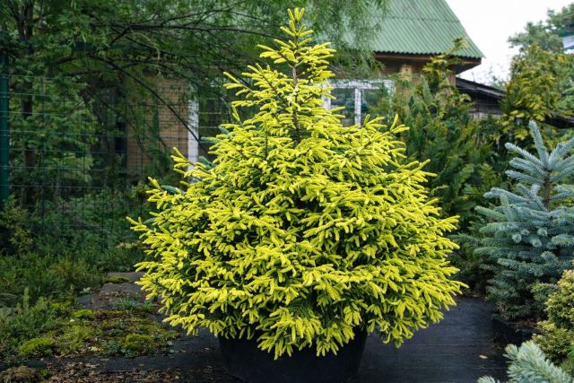 Ель восточная «Ауреоспиката» (Picea orientalis ‘Aureospicata’).