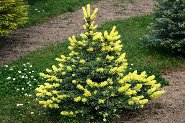 Ель колючая «Майголд» (Picea pungens ‘Maigold’)