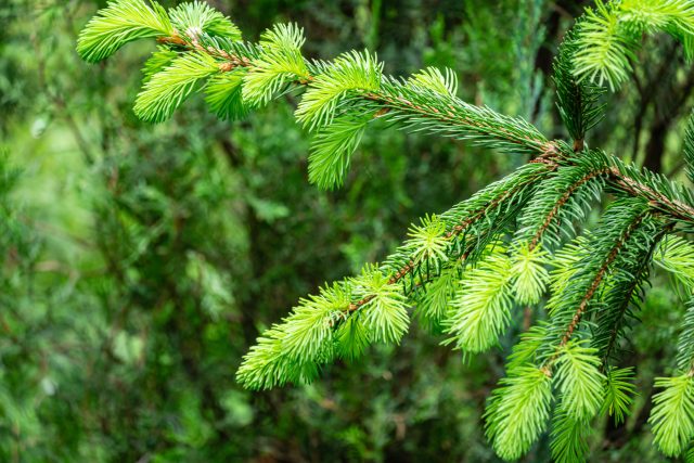 Ель европейская «Ауреа» (Picea abies ‘Aurea’)