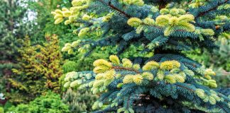 15 хвойных с яркими побегами для эффектных контрастов в саду