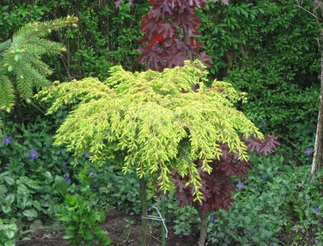 Можжевельник обыкновенный «Депресса Ауреа» (Juniperus communis ‘Depressa Aurea’)