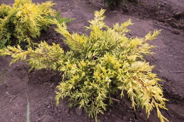 «Кинг оф Спринг» (Juniperus x pfitzeriana ‘King of Spring’)