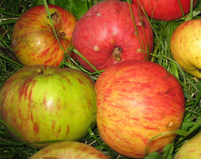 Заморозки и сильный ветер могут лишить сада части урожая за одну ночь. Профилактика — дымовые завесы, защита от ветра и грамотный выбор места посадки.