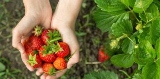 Как добиться безупречного урожая клубники?