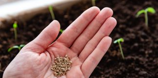 Как купить семена на посадку и не разочароваться?