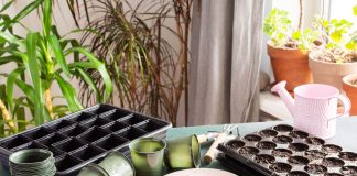 Как оживить старые семена: рабочие методы повышения всхожести