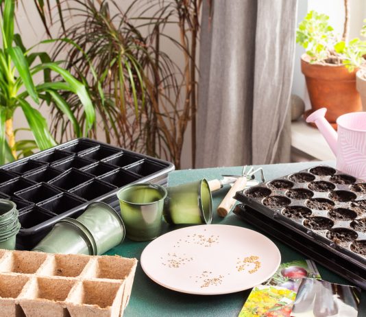 Как оживить старые семена: рабочие методы повышения всхожести