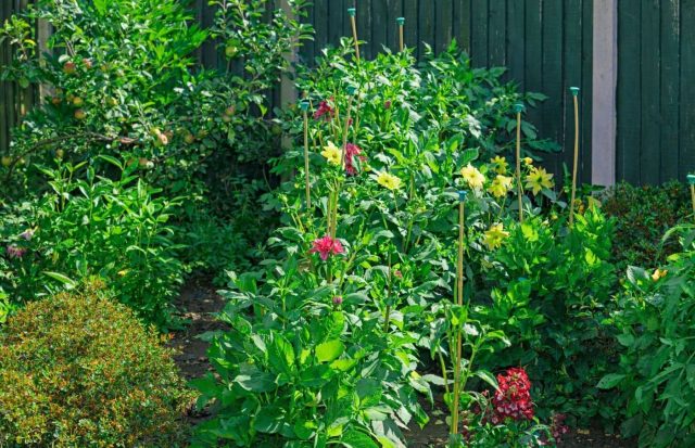 Холодная и дождливая весна нередко вызывает быстрый, но ослабленный рост многолетников. Вытянутые стебли хуже держат тяжелые соцветия, поэтому после ливней растения могут полегать даже без ошибок ухода.