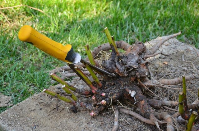 Разросшиеся многолетники со временем теряют устойчивость и начинают разваливаться. Деление омолаживает растение, снижает нагрузку на стебли и помогает сохранить аккуратную форму куста без полегания в разгар цветения.