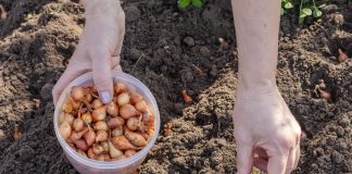 Как выбрать лук-севок, который не уйдет в стрелку — лучшие сорта и правила