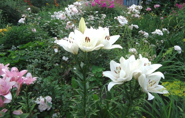 Склонность к аналитике привела меня к созданию электронных каталогов растений: фиксирую происхождение, соответствие сорту, тип корневой системы и сроки посадки. Такой учёт помогает быстро выявлять пересорт и недобросовестных поставщиков.