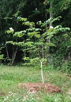 Амурская сирень капризничает