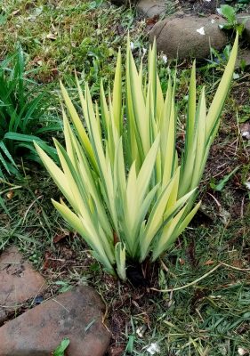 Ирис на искусственной террасе