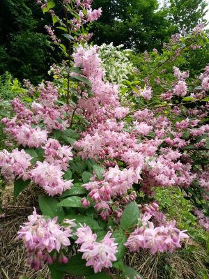 Дейция охотно укореняется 