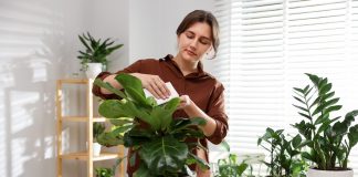 Комнатные растения, которые я вам не советую и чем их заменить - Комнатные растения Комнатные растения, которые я вам не советую и чем их заменить