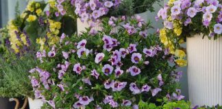 Контейнерное озеленение сада — пряные травы и яркие однолетники