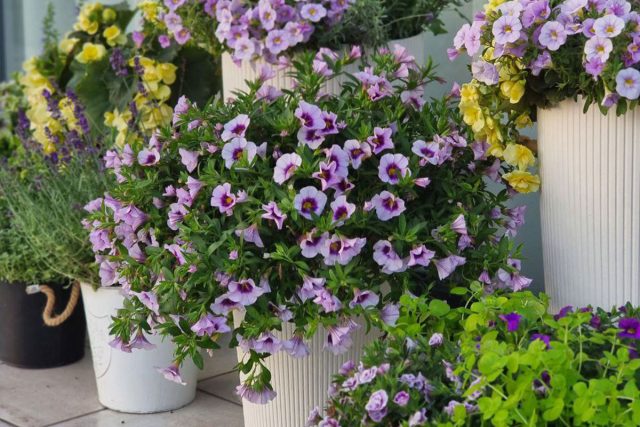 Контейнерное озеленение сада — пряные травы и яркие однолетники Контейнерное озеленение сада — пряные травы и яркие однолетники