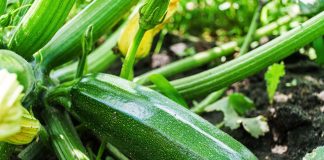 Лучшие сорта кабачков для раннего урожая