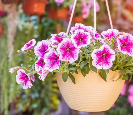 Лучшие петунии для украшения террасы, балкона и цветника - Цветы однолетние и двулетние Лучшие петунии для оформления террасы, балкона и цветника