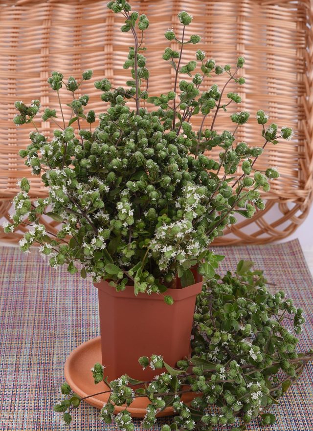 Майоран садовый Байкал Майоран садовый Байкал